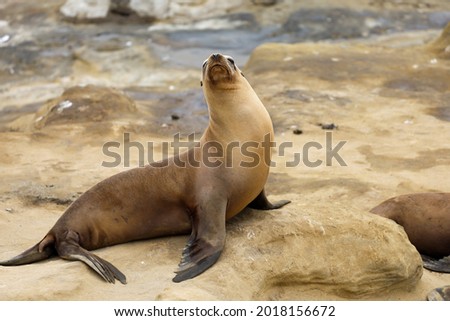 A California female sea lion chilling on a rock. La Jolla Cove, California.