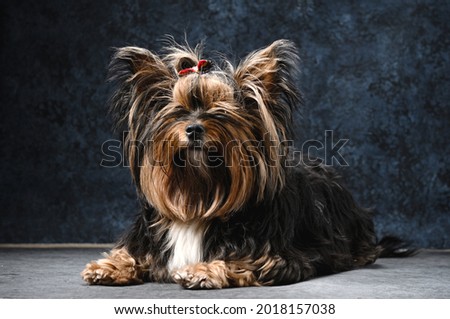 Lying adorable black and golden yorkshire terrier looks at camera on the dark blue background