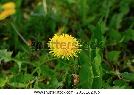 A small yellow dandelion among the green grass. A flower that grows in a field. High quality photo