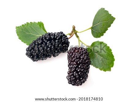 Mulberries fruit and leaves on white background. Royalty-Free Stock Photo #2018174810