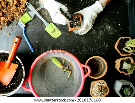 a top view photo of the working table of the gardener,the both hands with the white gloves hold the terracotta pot and a garden's tool for planting the cactus.