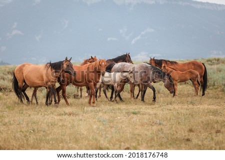 Herd of American Quarter Horses in the Dryhead area of Montana in front of the Pryor Mountains Royalty-Free Stock Photo #2018176748