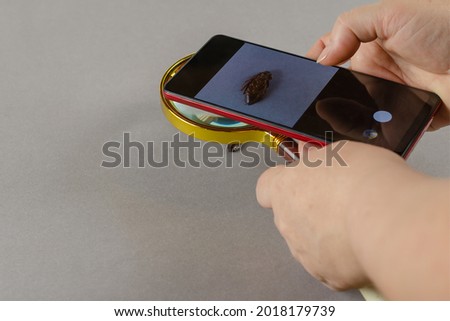 Close-up of a woman taking a picture of a dead cockroach. Hands holding a magnifying glass and smartphone over the insect lying on its back. Brown cockroach. Side view.