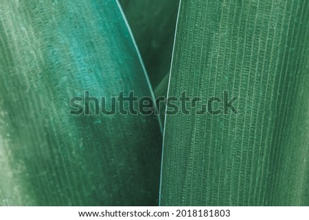 Spider lily or giant crinum lily leaves macro photography