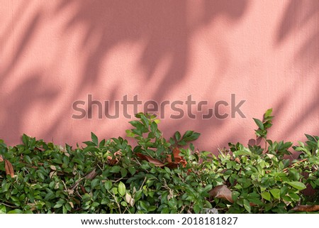 Painted brick wall with green bush in natural light background