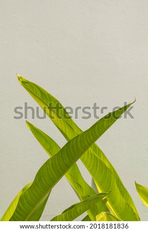 Gray cement wall with green bird of paradise leaves background