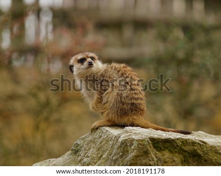 Meerkat guard sitting on the rock