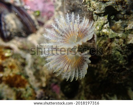 A beautiful feather-duster tube worm found in the kelp forest in Cape Town.