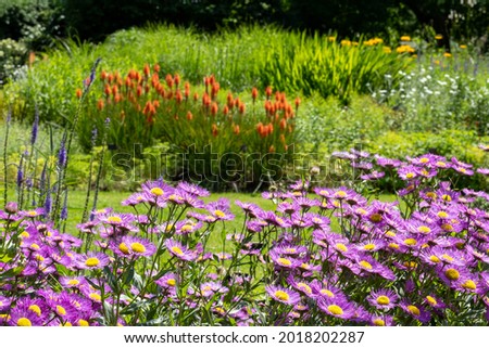 Garden influenced by the naturalistic planting of the New Perennial movement, with emphasis on layering, structure, form and wide colour palette. Pink chrysanthamums in the foreground. Royalty-Free Stock Photo #2018202287