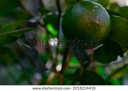 orange fruit with green color, photo taken during the day