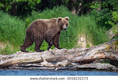 Brown bear on the river fishing for salmon. Brown bear chasing sockeye salmon at a river. Kamchatka brown bear, scientific name: Ursus Arctos Piscator. Natural habitat. Sunset light. Kamchatka, Russia Royalty-Free Stock Photo #2018232173