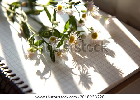 Beautiful spring chamomile flowers on a blank notepad in the sun with contrasting shadows