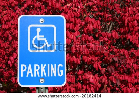 Universal handicap parking sign with background of euonymus, or more commonly called burning bush.