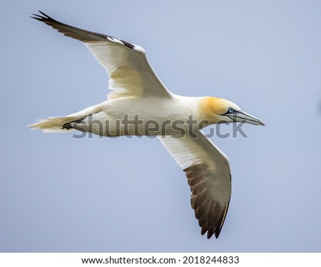 Gannets at Bempton Cliffs in the UK Royalty-Free Stock Photo #2018244833