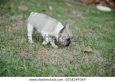 French Bulldog puppy playing and licking