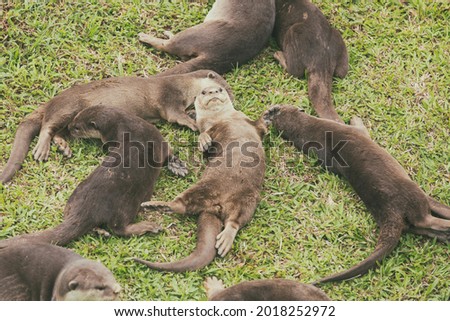 A family of smooth coated otters in Singapore
