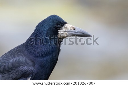 Profile of an adult Rook in the UK Royalty-Free Stock Photo #2018267807