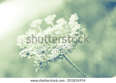 Flowering Meadow , shallow focus