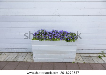 Garden pot with a growing bright Ageratum plant of the family Asteraceae against the background of a white wall