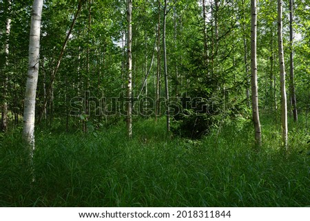 In the thickets of a mixed forest, a small clearing opens up with high lush green grass, where sunlight penetrates, in the center of the composition is a young spruce surrounded by birches.