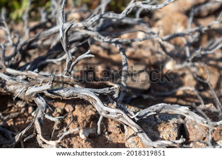 Dry curvy gray branches close-up on brown ground in Greece. Hot summer drought botany details