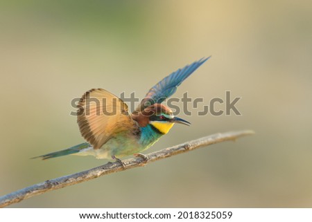 On the branch in spring, European Bee-eater