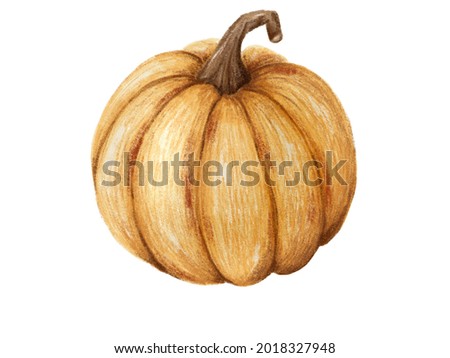 Pumpkin illustration isolated on the white background