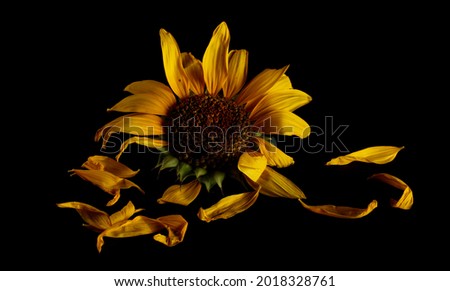 Sunflower isolated on black background