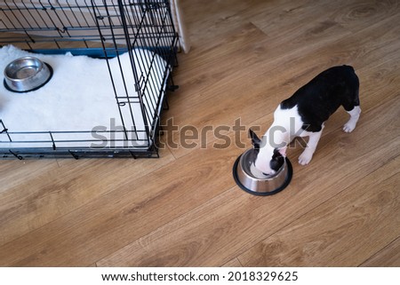 Boston terrier puppy drinking milk from a metal silver bowl. She is standing on wooden floor, next to her open crate that has soft bedding inside and another bowl.