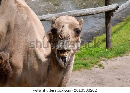 camel chews straight into the camera with its mouth open
