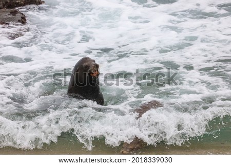 A male sea lion swimming ashore in La Jolla Cove in California.