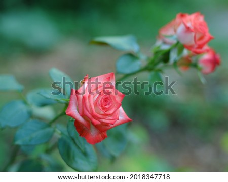Red roses bush on blurred background. Little pink rosebuds bush blooming after rain in garden. Beautiful bouquet of roses. Care of garden roses shrubs