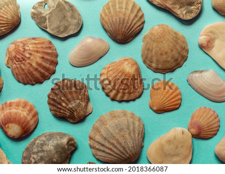 Creative seashell pattern on gradient pastel blue background. Summer flat lay.