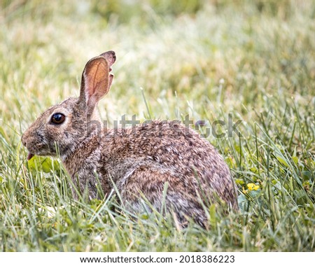 Small brown bunny rabbit sticking out tongue in grass in summer grass