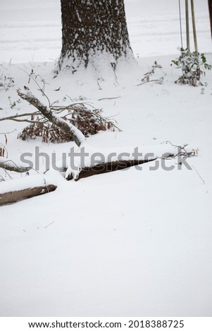 Snow covering a yard, including a broken tree limb