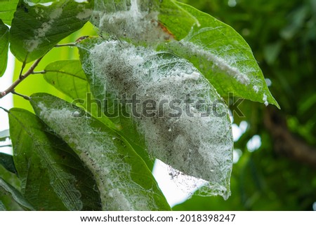 Cacao tree leaves infected with pest. Green leaves with cotton aphid infection. Shrub impregnated by white aphids and mold. Woolly aphid. Devour. Parasite. Insect. Damage. Lice. Ecology. Bud. Close-up