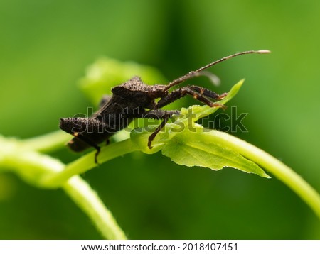 grasshopper insect photo  with a macro lens