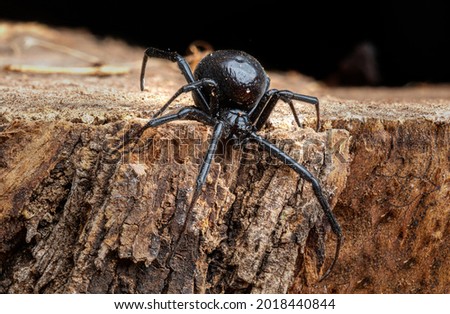 Macro photo of a Southern Black Widow, Latrodectus mactans Royalty-Free Stock Photo #2018440844
