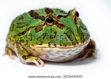 Argentine Horned Frog, Ceratophrys ornata isolated on white background.  Also called a pacman frog due to it's large mouth and head. Royalty-Free Stock Photo #2018440901