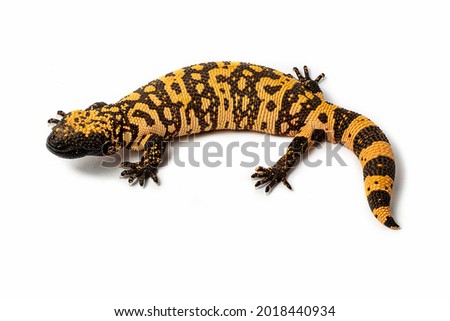 Macro photo of a Gila Monster, Heloderma suspectum isolated on a white background Royalty-Free Stock Photo #2018440934