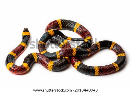 Macro photo of a Texas Coral Snake, Mircrurus tener, isolated on a white background