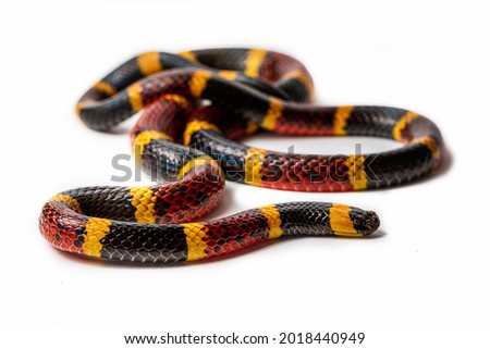 Macro photo of a Texas Coral Snake, Mircrurus tener, isolated on a white background