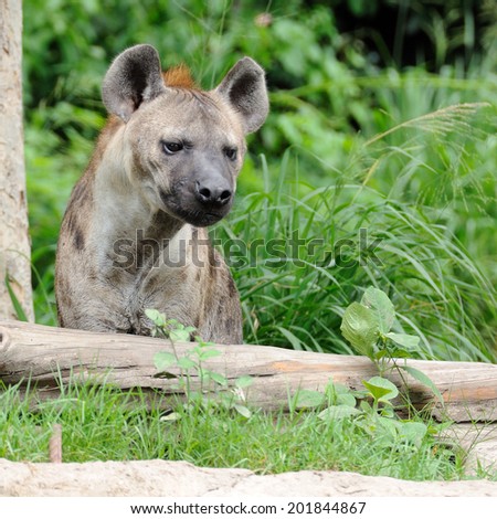 Single hyena looking to something.