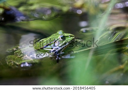 Edible frog, Pelophylax esculentus also known as the common water frog or green frog, European dark-spotted, European black-spotted pond, and European black-spotted frog. Royalty-Free Stock Photo #2018456405