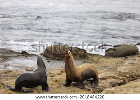 A male and a female sea lion talking to each other on a rocky area by the ocean in La Jolla, California. Female seal lion with a cut on her skin.
