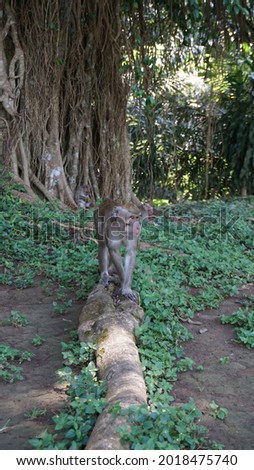 Semarang, Indonesia - August 3rd, 2021 : Photo of a long-tailed monkey, one of the animal species that inhabits the Mount Tidar area. Royalty-Free Stock Photo #2018475740