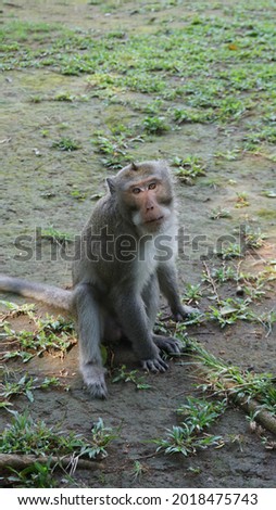Semarang, Indonesia - August 3rd, 2021 : Photo of a long-tailed monkey, one of the animal species that inhabits the Mount Tidar area. Royalty-Free Stock Photo #2018475743