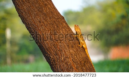 Beautiful Indian chameleon On Acacia Tree Branch ( chameleo zeylanicus) picture.
