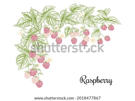 Raspberry. Ripe berries on branch. Clip art, set of elements for design Graphic drawing, engraving style. Vector illustration..