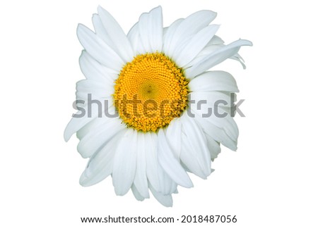 Chamomile flower, close-up. Chamomile or camomile is the common name for several daisy-like plants of the family Asteraceae. Isolated on white background.